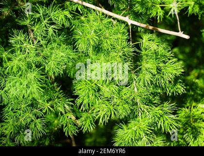 Bright green color of Ming Fern with scientific name Asparagus Macowanii Stock Photo