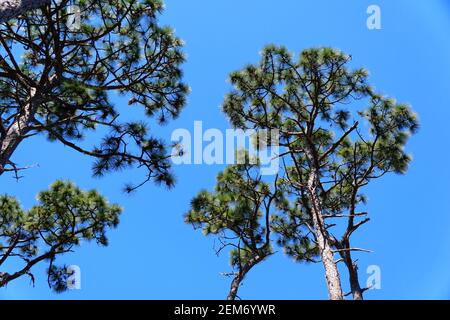 Tall pine trees with the background of the blue sky Stock Photo