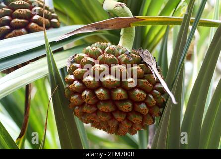 Close up of the screw pine fruit, originally from Madagascar Stock Photo