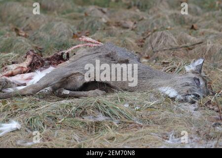 Canadian Dear lays on ground half eaten after crows had a feast. Luke Durda/Alamy Stock Photo