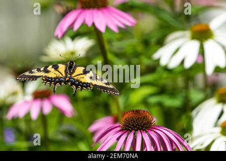 An Eastern Tiger Swallowtail Butterfly flies from one echinacea blossom to another Stock Photo