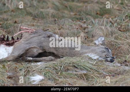 Canadian Dear lays on ground half eaten after crows had a feast. Luke Durda/Alamy Stock Photo