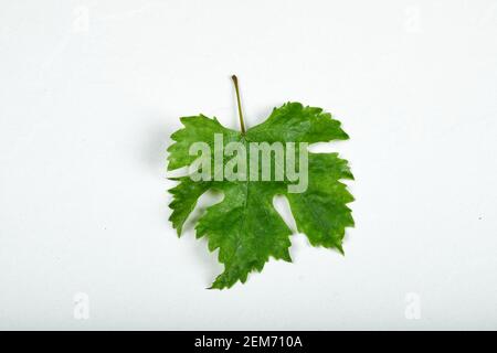 A grape leaf isolated on white background Stock Photo