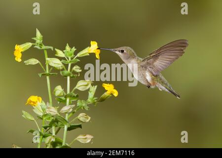 Black-chinned Hummingbird female, Archilochus alexandri, feeding at yellow monkeyflower, Mimulus guttatus. Stock Photo