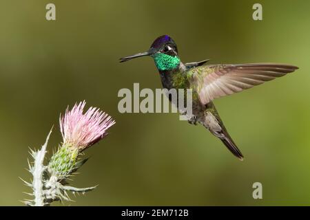 Magnificent Hummingbird male, Eugenes fulgens, feeding at thistle flower. Stock Photo