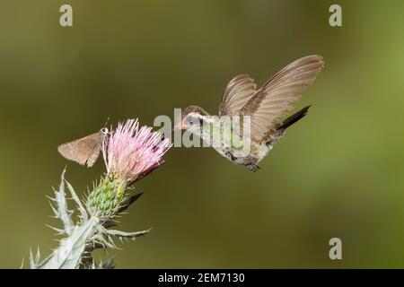 White-eared Hummingbird female, Hylocharis leucotis, feeding at thistle flower with skipper butterfly. Stock Photo