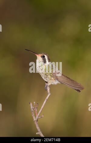 White-eared Hummingbird female, Hylocharis leucotis, perched on twig. Stock Photo