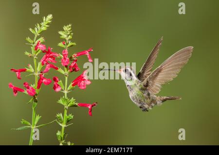 White-eared Hummingbird female, Hylocharis leucotis, feeding at Stachys coccinea flower. Stock Photo