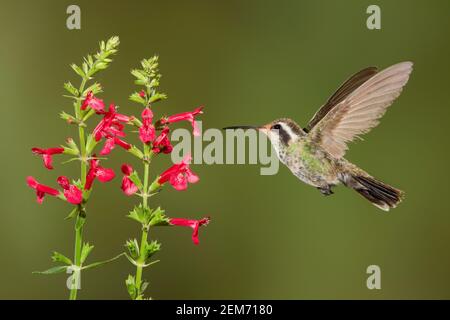 White-eared Hummingbird female, Hylocharis leucotis, feeding at Stachys coccinea flower. Stock Photo