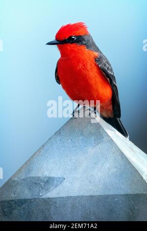 A male Vermilion Flycatcher (Pyrocephalus obscurus) in Maxwell, California Stock Photo