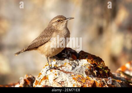 A Rock Wren (Salpinctes obsoletus) poses with its rock at Coyote Hills Regional Park, Fremont, California