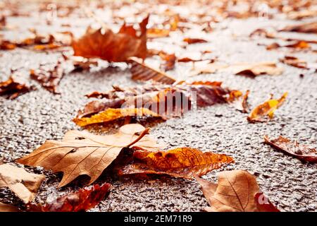 Autumn maple colorful leaf close up on wet asphalt pavement. Fallen yellow autumn leaves on rainy day on road, macro closeup. Stock Photo