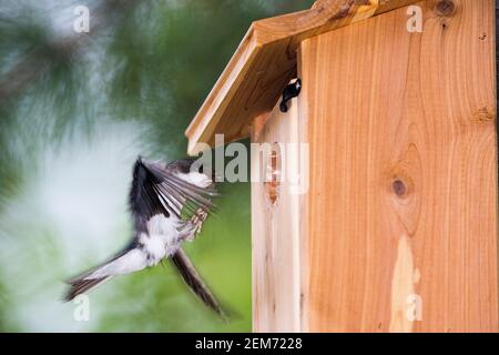 A male Tree Swallow (Tachycineta bicolor) tends to chicks in a birdhouse in Talkeetna, Alaska Stock Photo