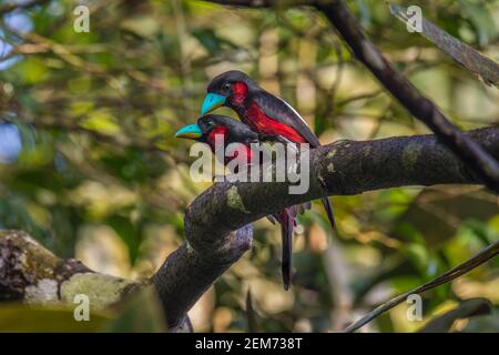 black-and-red broadbill Cymbirhynchus macrorhynchos couple mating Stock Photo