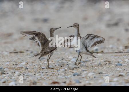 common sandpiper Actitis hypoleucos figthing Stock Photo