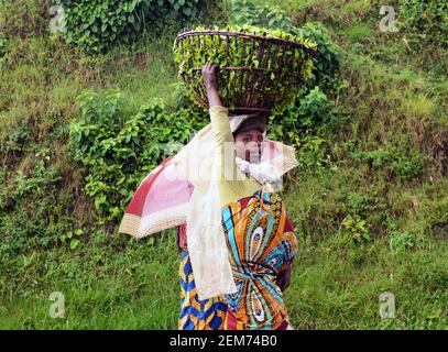 A Rwandan woman carrying a basket full of tea leaves in the Tea plantations in southern Rwanda. Stock Photo