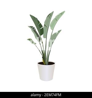 Strelitzia (Bird of Paradise), potted plant  isolated on the white background, tropical plants, modern houseplants, vector illustration Stock Vector