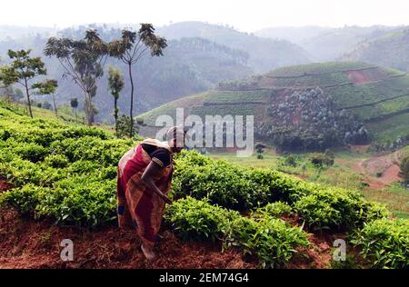 Rwandan Tea plantations in southern Rwanda. Stock Photo