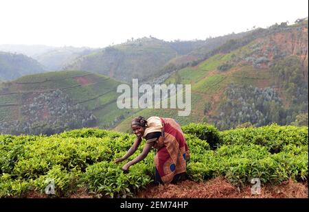 Rwandan Tea plantations in southern Rwanda. Stock Photo