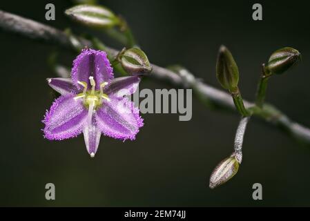 Common Fringe Lily against dark background, Western Australia Stock Photo