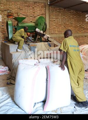 Rwandan workers operating coffee sorting machinery in the Huye coffee region of Rwanda. Stock Photo