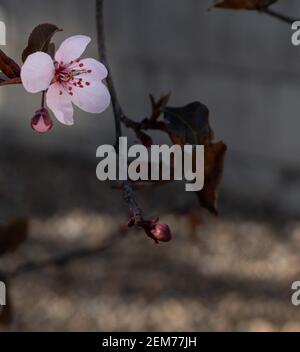 Springtime blooming ornamental cherry tree flower close-up Stock Photo