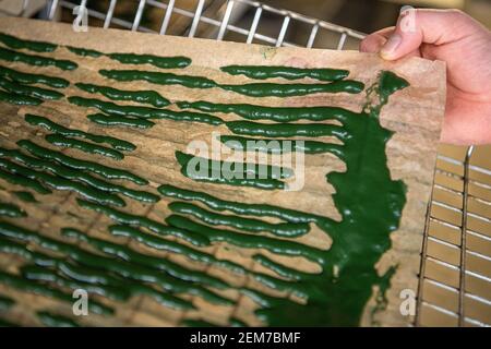 Rockstedt, Germany. 17th Feb, 2021. Algae paste lies on a tray to dry. Microalgae are considered a superfood. Rich in proteins and vitamins, they have long been highly valued in Asia. As powder in muesli, liquid in smoothies or as spirulina ice cream, the algae is also becoming more and more popular in Germany. The algae growers in Rockstedt expect a total production quantity of about two tons of the microalgae spirulina this year as well. (to dpa 'The greener, the better: Microalgae thrive in Rockstedt') Credit: Sina Schuldt/dpa/Alamy Live News Stock Photo