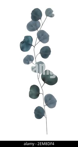 Realistic natural branch leaves eucalyptus isolated on white background. Vector Illustration Stock Vector