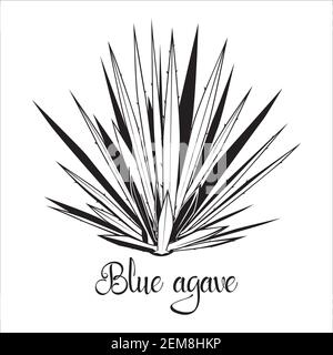 Tequila agave black silhouette. Vector illustration isolated on white background. Blue agave succulent plant stencil Stock Vector