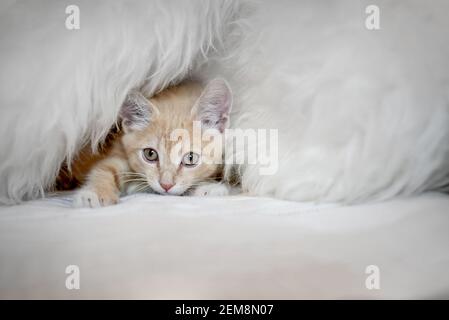 A cute domestic kitten plays on the bed in a blanket. The home life of an adorable kitten Stock Photo