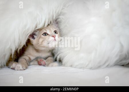 A cute domestic kitten plays on the bed in a blanket. The home life of an adorable kitten Stock Photo