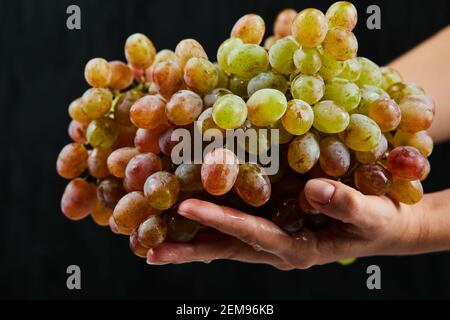 Fresh grapes in hand on black background Stock Photo