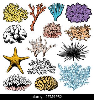 Underwater corals, polyps, sea urchins and starfish vector icons. Oceanarium ocean starfish, sea urchin and polyps, aquarium fauna, marine anemones an Stock Vector