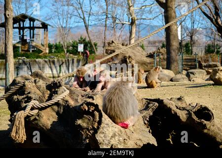 Small pond and sky background together with groups of Hamadryas baboon and monkeys standing on huge tree body and wood platform. Stock Photo