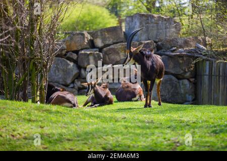 A herd of antelopes with large and sharp horns rests on the green lawn in the zoo, one stands guard. Stock Photo