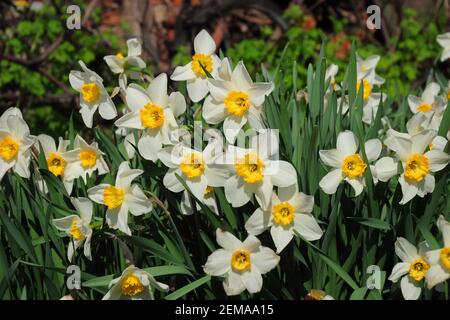 Spring beauty: beautiful narcissus, white and yellow daffodils blooming richly in the flowerbed in spring. Spring bulb flowers of cupped daffodills. Stock Photo