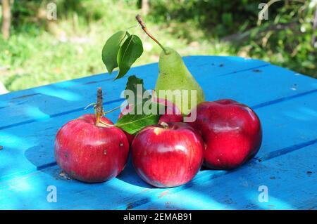 Summer fruit harvest: big shiny bright red ripe apples and a yellow pear are lying on a blue painted wooden table in the orchard. Stock Photo