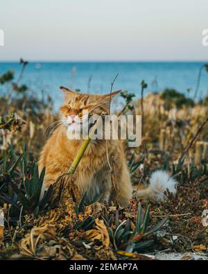 Abandoned Maltese Cats Stock Photo