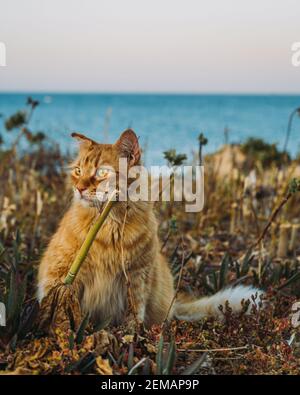Abandoned Maltese Cats Stock Photo