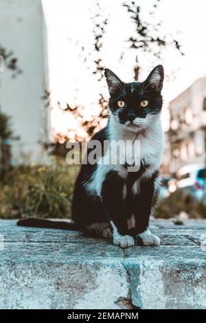 Abandoned Maltese Cats Stock Photo