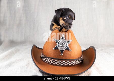 Jack Russell Terrier puppy is lying on a cowboy hat. A brown black dog of 5 weeks old. Stock Photo