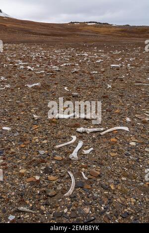 Walrus bones, Edgeoya island, Svalbard islands. Stock Photo