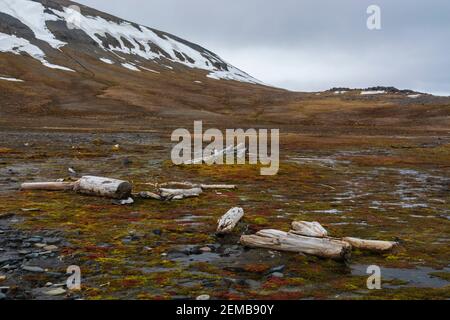 Edgeoya island, Svalbard islands. Stock Photo