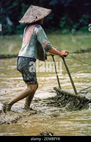 Transplanting Rice, North Vietnam, June 1980 Stock Photo