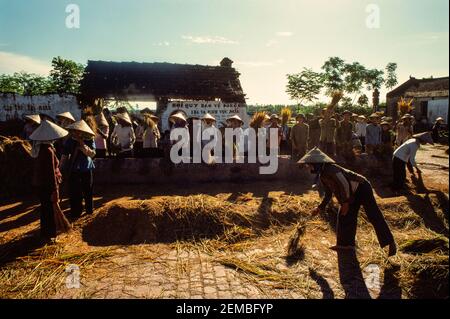 Transplanting Rice, North Vietnam, June 1980 Stock Photo