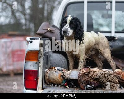 cocker spaniel in the back of a pick up truck with shot pheasants Stock Photo