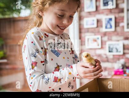 Young girl happy holding a cute fluffy yellow new baby chick adorable just hatched at home in incubator she is excited and chicken looking at camera Stock Photo