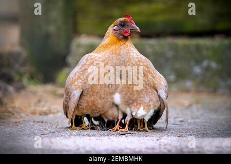 Mother hen chicken with cute tiny baby chicks all protected beneath her wings keeping warm outdoors only their 12 legs visible poking out the bottom Stock Photo