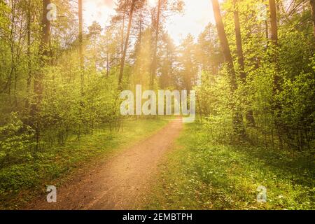 Sunbeams streaming through the pine trees and illuminating the young green foliage on the bushes in the pine forest in spring. Stock Photo