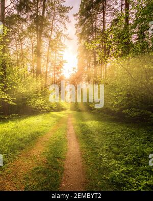 Sunbeams streaming through the pine trees and illuminating the young green foliage on the bushes in the pine forest in spring. Stock Photo